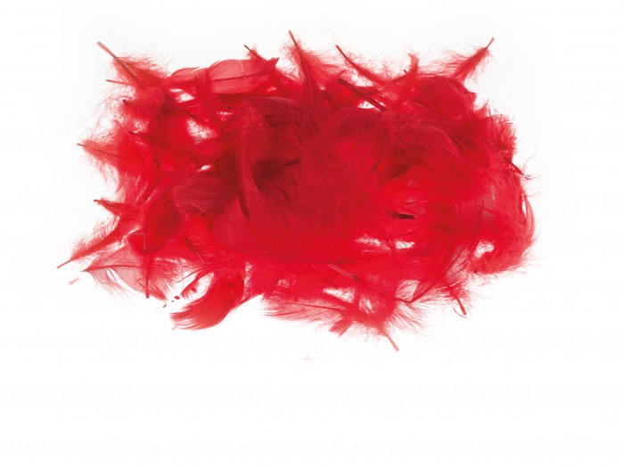 Kolorowe piórka Brewis czerwony | espryciarze.pl |Nie zwlekaj!