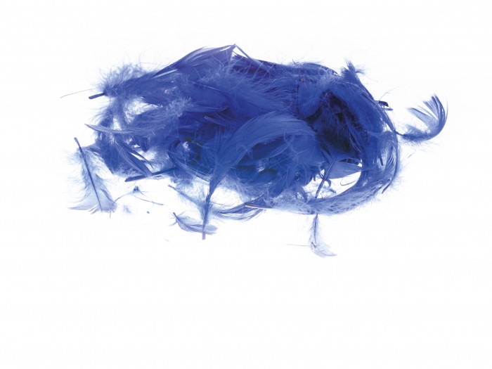 Kolorowe piórka Brewis niebieski | espryciarze.pl |Złap promocję!