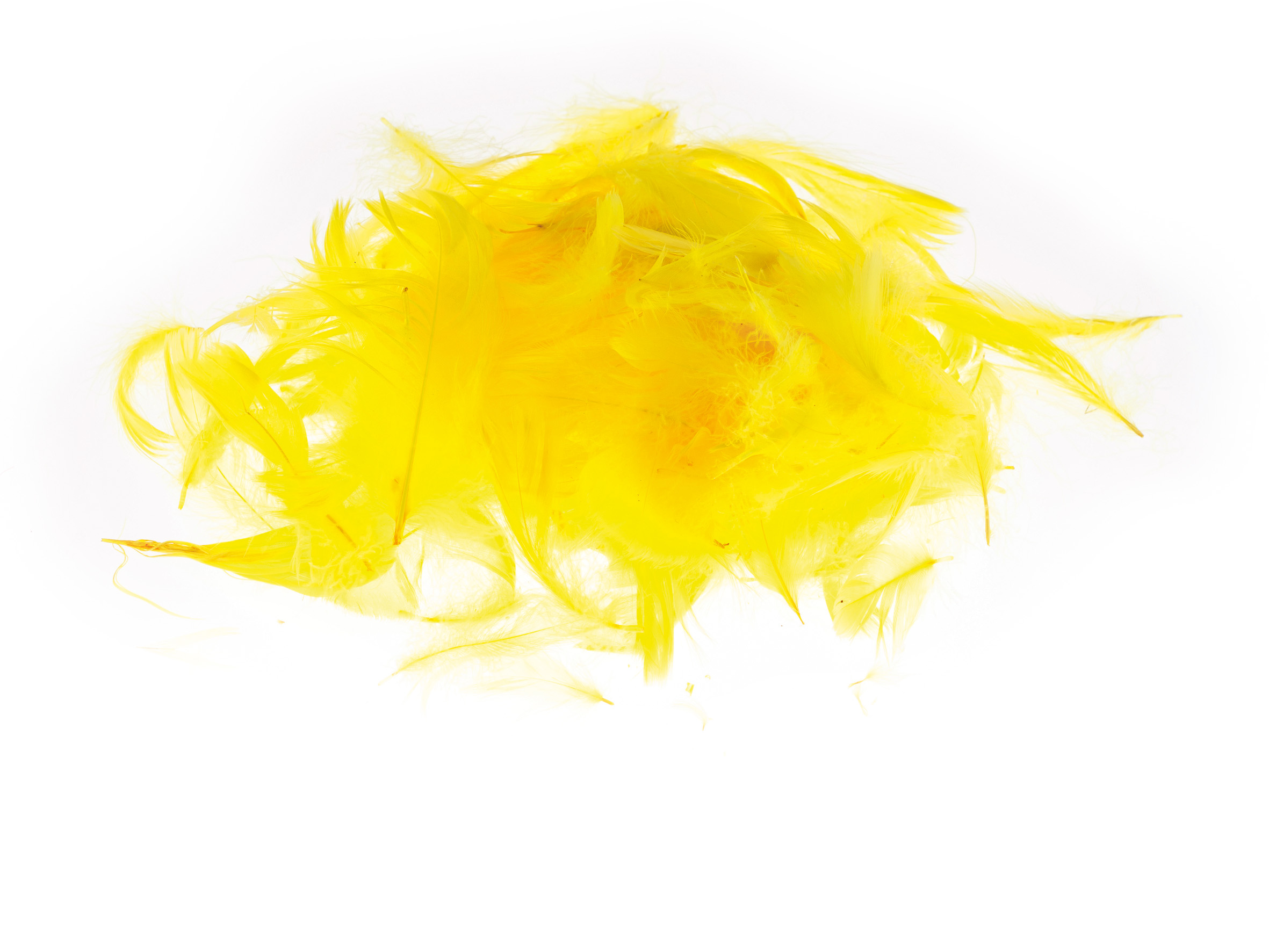 Kolorowe piórka Brewis żółty do biura | espryciarze.pl |Zamów dziś!