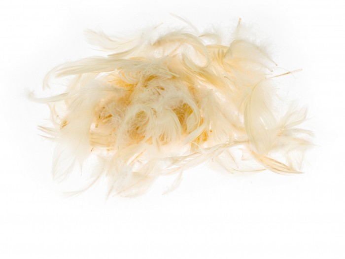 Kolorowe piórka Brewis ecru do biura | espryciarze.pl |Kup teraz!